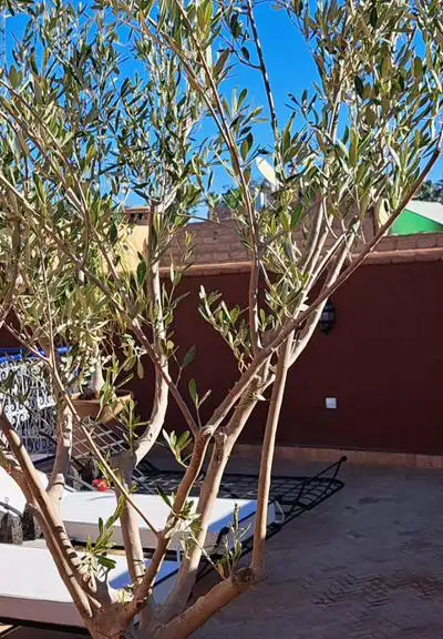 RIAD MAISON D’HÔTES À VENDRE – SIDI MIMOUN, MARRAKECH — Guéliz, Marrakech — Photo 5