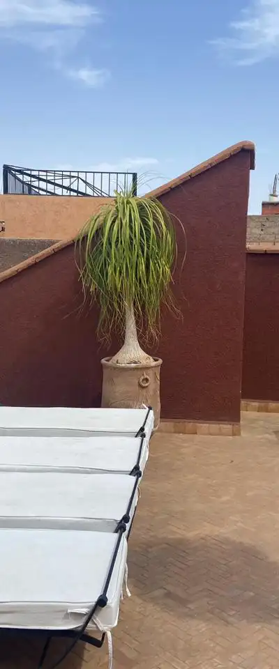 RIAD MAISON D’HÔTES À VENDRE – SIDI MIMOUN, MARRAKECH — Guéliz, Marrakech — Photo 11